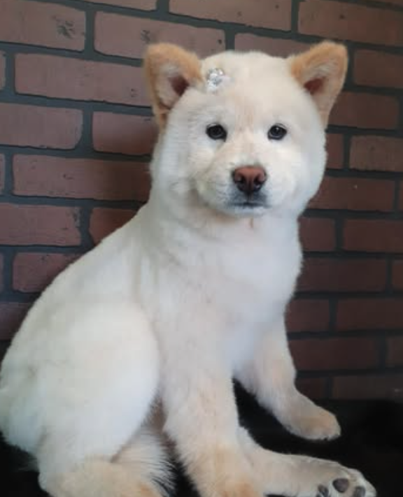 KI-Pet’s Centro Veterinario Narvarte Oriente - foto 5
